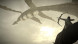 Shadow of the Colossus. В тени колосса [PS4, русская версия] в Уфе